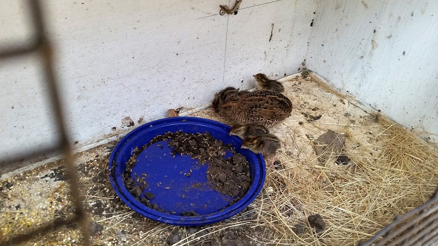 Harlequin Quails Feeding on termites
